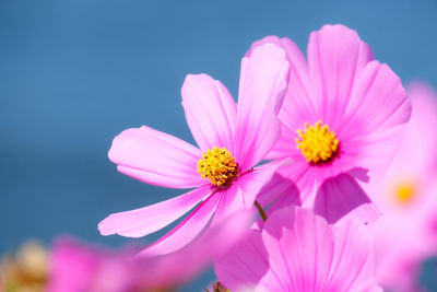 Close-up of pink cosmos flower