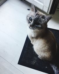 High angle view of cat sitting on floor