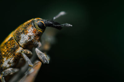 Close-up of insect