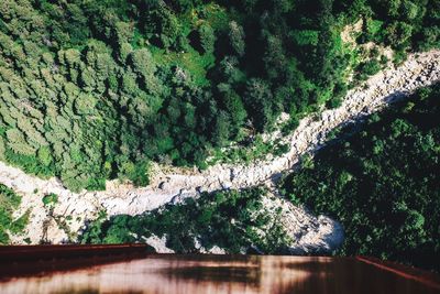 High angle view of lush foliage