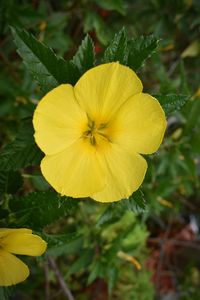 Close-up of yellow flower blooming outdoors