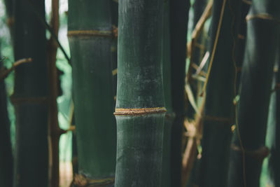 Close-up of bamboo plants