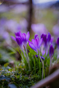 Close-up of purple crocus flowers on field