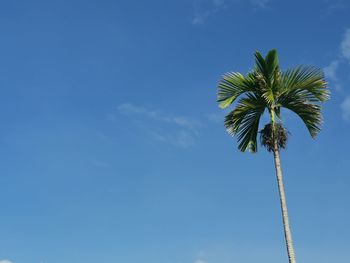 Low angle view of coconut palm tree against blue sky