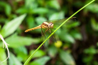 Close-up of damselfly on plant