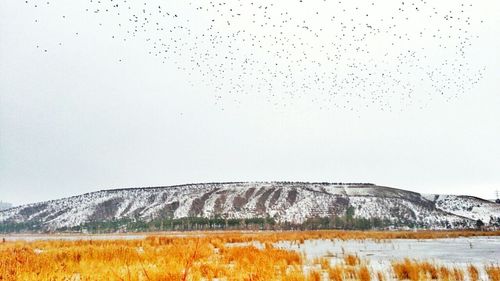 Birds flying over field against sky