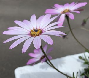 Close-up of purple flower