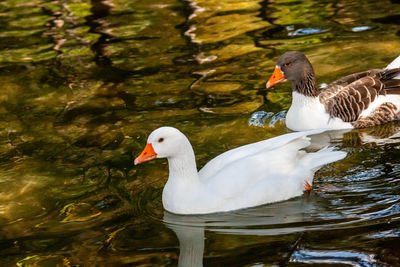 Ducks in a lake