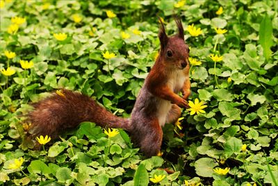 Squirrel on tree