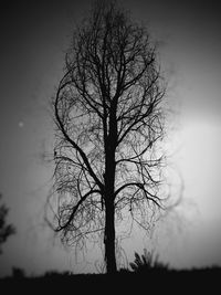 Silhouette bare tree on field against sky