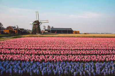 View of flowering plants on field against sky