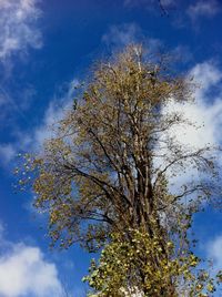 Low angle view of trees against cloudy sky