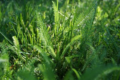 Close-up of wet plant on field