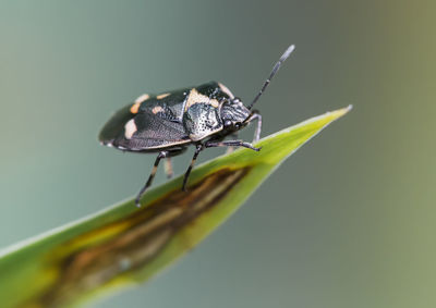 Close-up of beetle on leaf