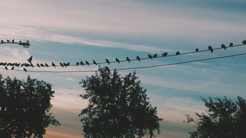 Low angle view of silhouette birds flying against sky