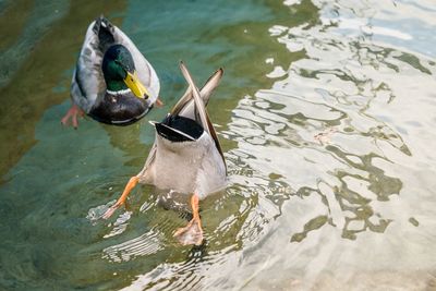 High angle view of duck in lake