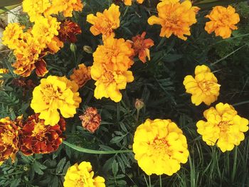 High angle view of yellow flowers