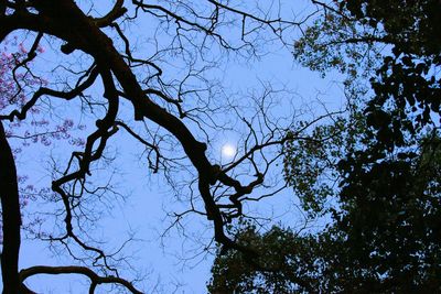 Low angle view of bare trees against sky