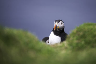 Close-up of bird