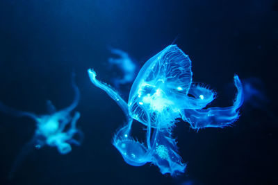Close-up of jellyfish swimming in sea