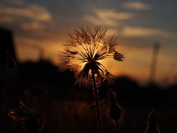 Close-up of dandelion