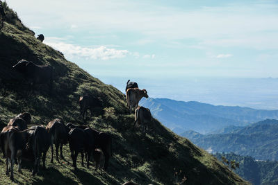 Panoramic view of horse on mountain against sky