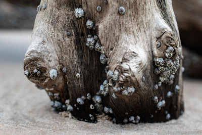 Close-up of tree trunk