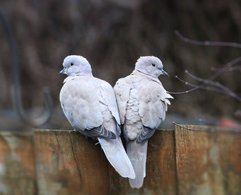 Close-up of birds perching on wood