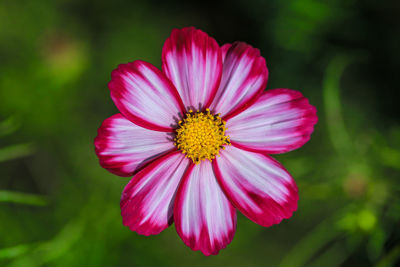 Close-up of pink flower