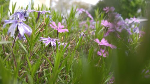 Close-up of purple flowers