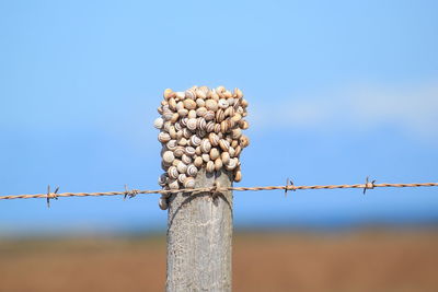 Low angle view of animal shells barbed wire against clear blue sky