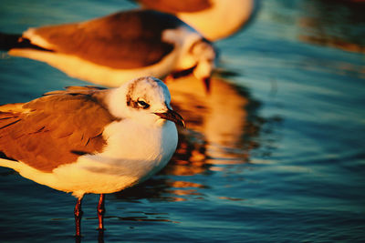 Close-up of bird in lake