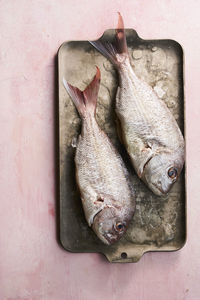 Fresh raw pink snapper fish on ice and metal tray