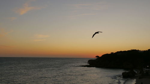 Seagull flying over rocky coastline of albufeira at sunset