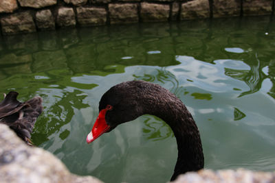 Close-up of swan swimming in lake