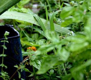 Close-up of green plant