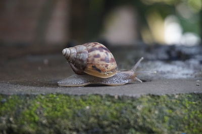 Close-up of snail