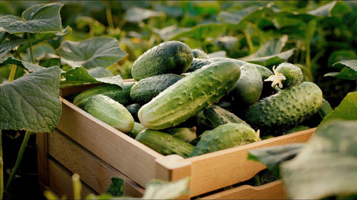 Cucumbers in a basket with sunset