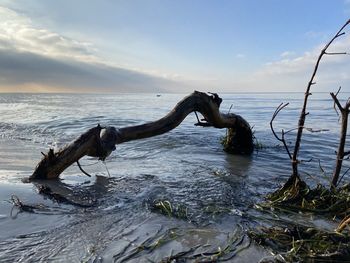 Driftwood on beach