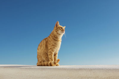 Santorini stray ginger cat