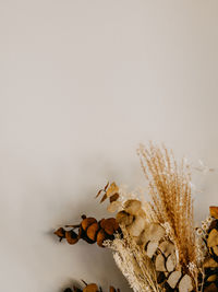 Close-up of snow on plant against white background