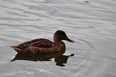 Side view of mallard duck in water