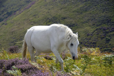 A wild pony on