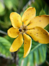 Close-up of yellow fruit on flower