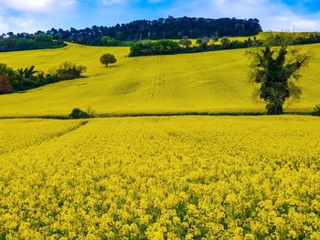 Scenic view of oilseed rape field against sky