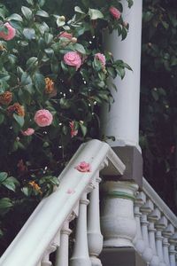 Close-up of plants against railing