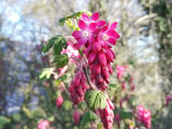 Close-up of pink flowers