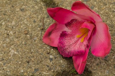 Close-up of pink rose