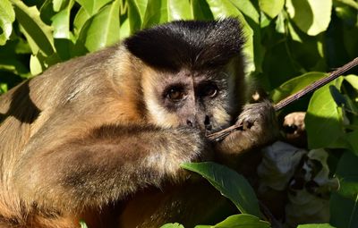 Close-up of monkey