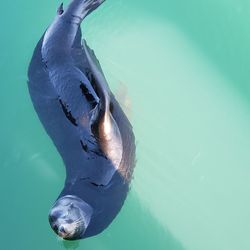 High angle view of turtle swimming in sea